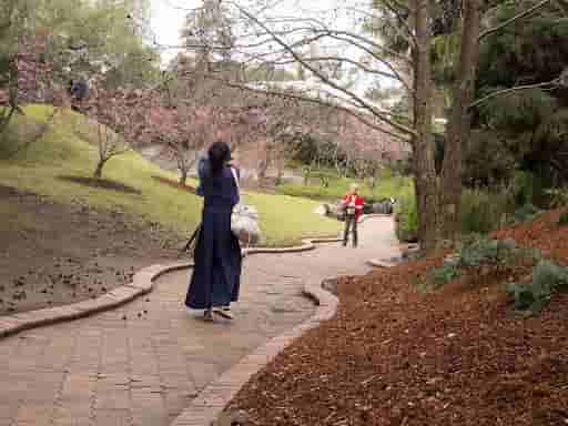 Cherry Blossom Picnic 2014 [AnimeSydney]